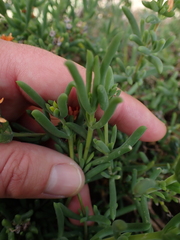 Delosperma testaceum