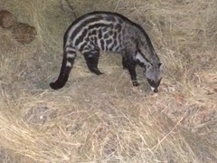 Civettictis civetta australis