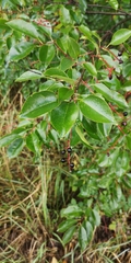 Prunus serotina