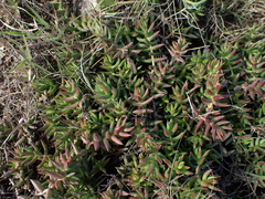 Crassula tetragona