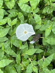 Leucocoprinus fragilissimus