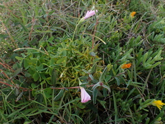Oxalis stellata