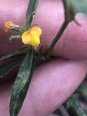 Stylosanthes biflora