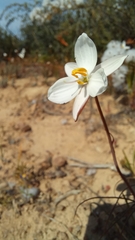 Cyanella alba alba