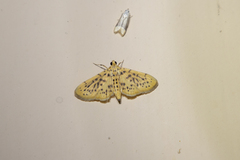 Conogethes punctiferalis