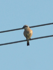 Lanius excubitor