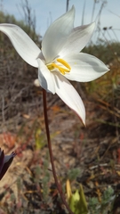 Cyanella alba alba