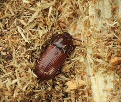 Uloma culinaris