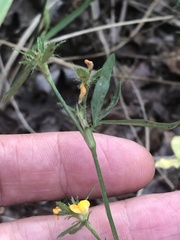 Stylosanthes biflora