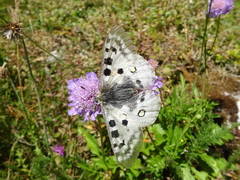 Parnassius apollo
