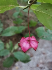 Euonymus latifolius