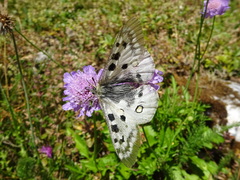 Parnassius apollo