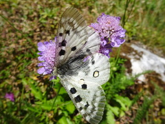 Parnassius apollo