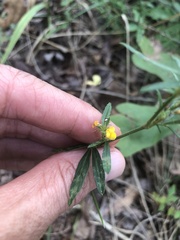 Stylosanthes biflora