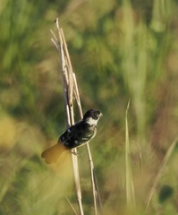 Sporophila morelleti