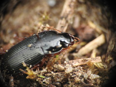 Harpalinae