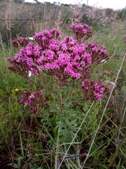 Stevia