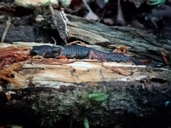 Plethodontidae