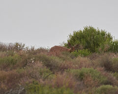 Raphicerus campestris campestris
