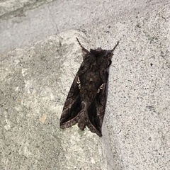 Autographa precationis
