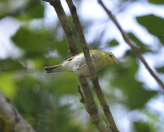 Phylloscopus sibilatrix