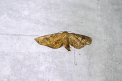 Opula lepida