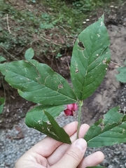 Euonymus latifolius