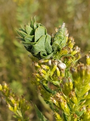 Rhopalomyia solidaginis