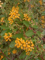 Malpighiaceae