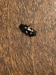 Glischrochilus quadrisignatus