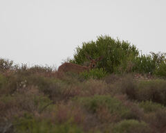 Raphicerus campestris campestris