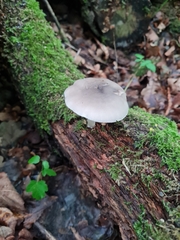 Pluteus salicinus