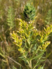 Rhopalomyia solidaginis