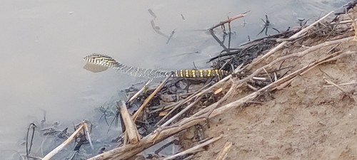 Nile Monitor