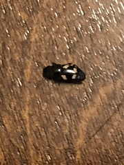 Glischrochilus quadrisignatus