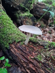 Pluteus salicinus