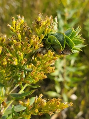 Rhopalomyia solidaginis