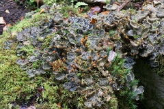 Peltigera membranacea