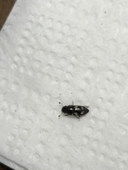 Glischrochilus quadrisignatus