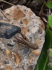 Chorthippus macrocerus