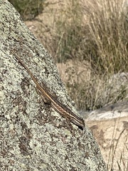 Sceloporus cowlesi