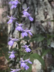 Lobelia