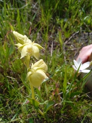 Pterygodium catholicum