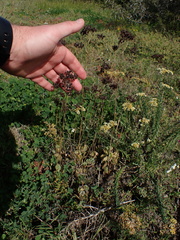 Kalanchoe rotundifolia