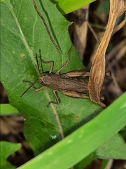 Chorthippus macrocerus