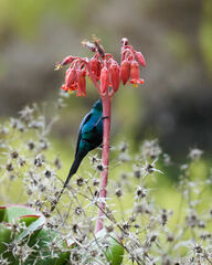Nectarinia famosa