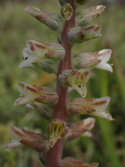 Lachenalia bowkeri