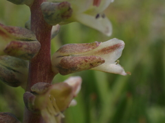Lachenalia bowkeri