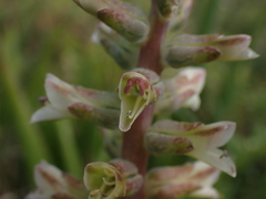 Lachenalia bowkeri