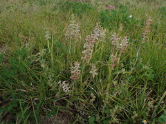 Lachenalia bowkeri